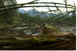 Posing frog by Sven Tramaux 